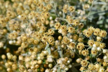 Ebedi Yaz Karları kuru çiçekler ve tohum başları - Latince adı - Anaphalis triplinervis Sommerschnee