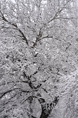 Neredeyse siyah ağaç dalları kalın beyaz karla kaplanarak soğuk ve kış durgunluğu hissi veriyor.