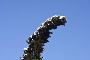 Pikea omorika lakaplı açık, canlı mavi kış gökyüzüne karşı, taze beyaz karla kaplanmış Sırp ladini.