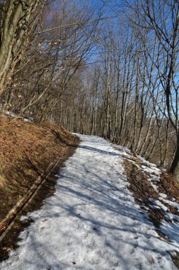 Medvednica dağında karlı, dik bir yürüyüş yolu açık mavi gökyüzünün altında sık ve çıplak bir kayın ormanından yükselir.