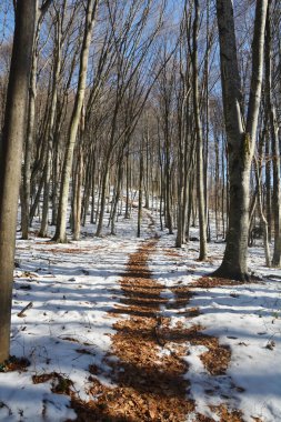 Medvednica dağındaki bir yürüyüş yolunun dikey görüntüsü, turuncu yapraklarla kaplı ve kar ve uzun, çıplak kayın ağaçları tarafından çerçevelenmiş parlak mavi bir gökyüzü altında