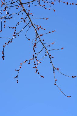 Mavi gökyüzünde çiçek tomurcukları olan gümüş akçaağaç dalları - Latince adı - Acer saccharinum