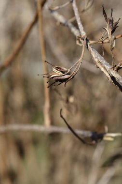 Eski moda Weigela dalıyla boş tohum kapsülleri - Latince adı Weigela Florida