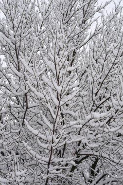 Neredeyse siyah ağaç dalları kalın beyaz karla kaplanarak soğuk ve kış durgunluğu hissi veriyor.