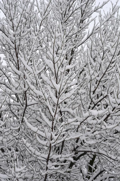 Neredeyse siyah ağaç dalları kalın beyaz karla kaplanarak soğuk ve kış durgunluğu hissi veriyor.