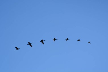 Uçuşun çeşitli aşamalarında aynı kuşun, açık mavi gökyüzüne karşı siluetlenmiş yedi ayrı fotoğrafının montajından oluşan kavramsal bir kompozit görüntü.