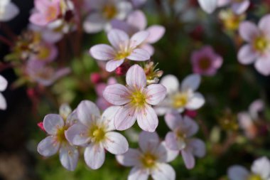 Yosunlu Saxifrage beyaz ve soluk pembe çiçekler - Latince adı - Saxifraga Peri Elması