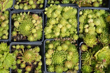 Tam kare kare kareli plastik kaplar içinde yoğun bir şekilde paketlenmiş çok sayıda küçük yeşil sulu bitki yakalar.