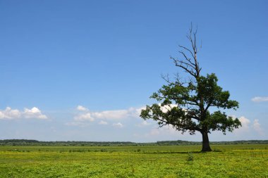 Kısmen çıplak, tek bir yaprak döken ağaç, açık mavi gökyüzünün altında, dağınık beyaz bulutlarla geniş yeşil bir çayırda duruyor.