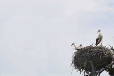 Üç beyaz leylek, açık bir gökyüzüne karşı yüksek bir platforma inşa edilmiş büyük bir dal yuvasında dinleniyor.