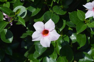 Mandevilla pembe çiçeği - Latince adı - Mandevilla melezi