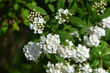Beyaz çiçekli Reeves spiraea dalı - Latince adı - Spiraea cantoniensis