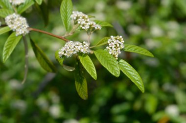Beyaz çiçekli söğüt ağacı dalı - Latince adı - Cotoneaster salicifolius