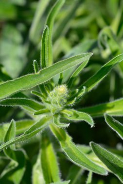 İtalyanca çiçek tomurcukları - Latince adı - Echium italicum