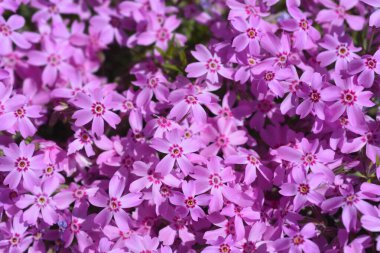 Sürünen Phlox çiçekleri - Latince adı - Phlox subulata