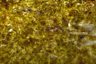 Parlak bir ışık kaynağına karşı tutulan yeşil bir Norveç yosununun şeffaf ve şeffaf dokusunu gösteren makro bir çekim..