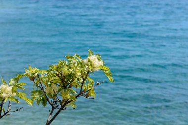 Çiçekli beyaz çiçekli kül dalı - Latince adı - Fraxinus Ornus