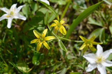 Beytüllahim 'in sarı yıldızı - Latince adı - Gagea lutea