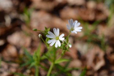 Daha büyük dikişotu çiçekleri - Latince adı - Stellaria holostea