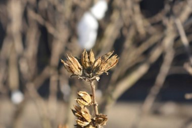 Sharon 'ın Gül tohumları - Latince adı - Hibiscus syriacus
