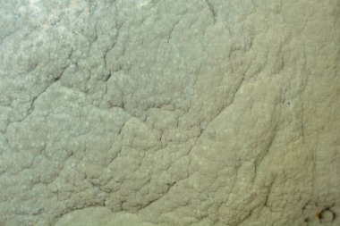 Organik bir obje üzerinde büyüyen gri yeşil küfün bulanık ve engebeli yüzey dokusunu gösteren detaylı bir makro çekim.