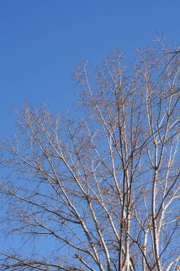 Mavi gökyüzünde tomurcukları olan Kanada kavak dalları - Latince adı - Populus x canadensis