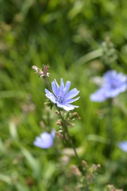 Vahşi hindiba çiçeği - Latince adı - Cichorium intybus