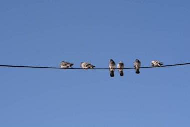 Açık ve parlak mavi bir gökyüzünde uzanan siyah bir elektrik kablosunun üzerine altı güvercin tünedi.