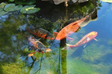 Dört büyük turuncu ve siyah koi balığı, yeşil zambak pedleri ve yüzeyinde ağaç yansımaları olan bir bahçe havuzunun berrak sularında birlikte yüzerler.