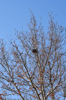 Düşük açılı çekim, açık mavi bir kış gökyüzüne karşı Londra 'da bir uçağın dalları ve tohum toplarının arasına yuva yapmış kara kuşları gösteriyor.