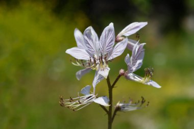 Yanan çalı çiçeği - Latince adı - Dictamnus albus