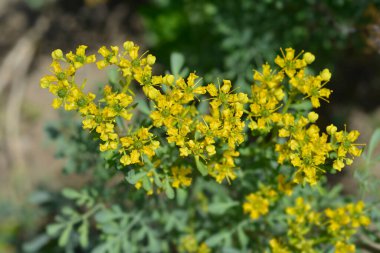 Ortak rue - Latince adı - Ruta graveolens