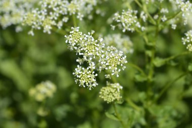 Beyaz tereli çiçekler - Latince adı - Lepidium draba