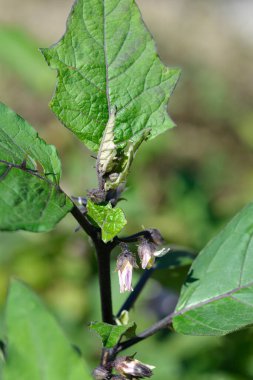 Acı domates çiçekleri ve yapraklar - Latince adı Solanum aethiopicum