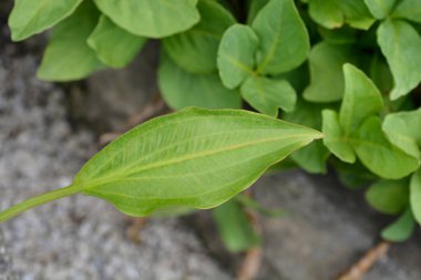 Yaygın su muz yaprakları - Latince adı - Alisma Plantago-Aquatica