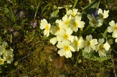 -Latince Adı - Primula vulgaris ortak primrose sarı çiçekler