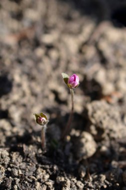 Pembe Liverwort çiçeği tomurcuğu - Latince adı - Hepatica nobilis F.