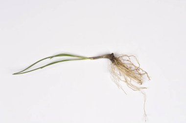 İnce yapraklarını gösteren tek bir yeşil soğan bitkisinin tam görüntüsü ve sade beyaz arka planda izole edilmiş beyaz bir kök sistemi.