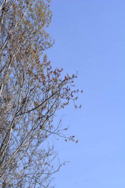 Çiçekli Lombardy kavak dalı, Latince adı Populus nigra var. italica