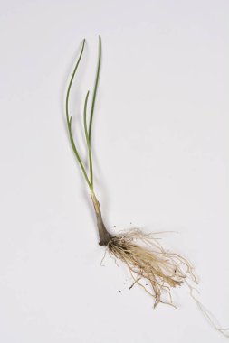 İnce yapraklarını gösteren tek bir yeşil soğan bitkisinin tam görüntüsü ve sade beyaz arka planda izole edilmiş beyaz bir kök sistemi.