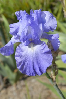 Uzun sakallı iris çiçeği - Latince adı - Iris barbata elatior Victoria Falls