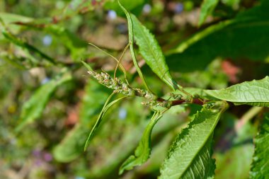 Kırmızımsı yeşil çiçekler, uzun dalgalı yeşil yapraklarla çevrili kırmızı bir gövde boyunca toplanır - Latince adı Rumex crispus