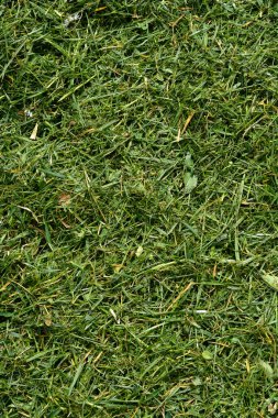 Üst görünüm, bahçe bakımından sonra yeni biçilmiş çimen kesiklerini gösteriyor.