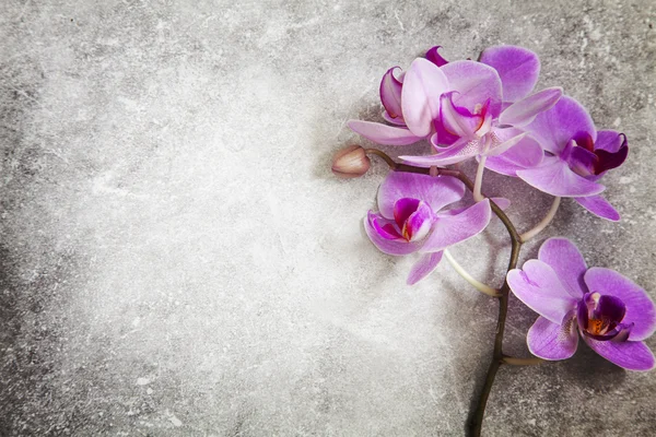 Orchid and stone background — Stock Photo, Image