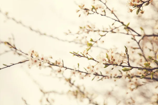 Apple tree in bloom — Stock Photo, Image