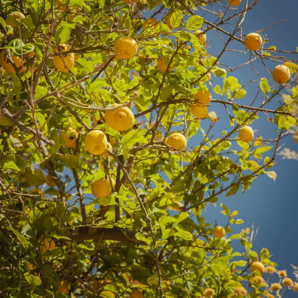 Lemon tree with ripe fruit — Stock Photo, Image