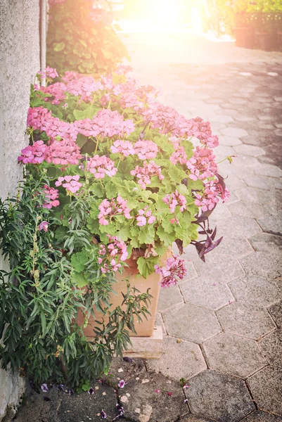 Krukväxt rosa blommor — Stockfoto