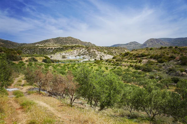 Oliveto di Creta — Foto Stock