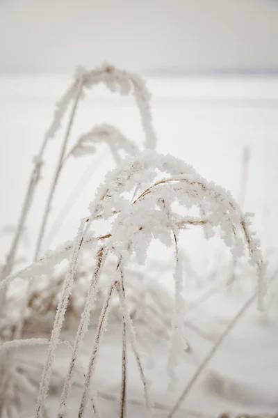 Grass with hoar frost — Stock Photo, Image
