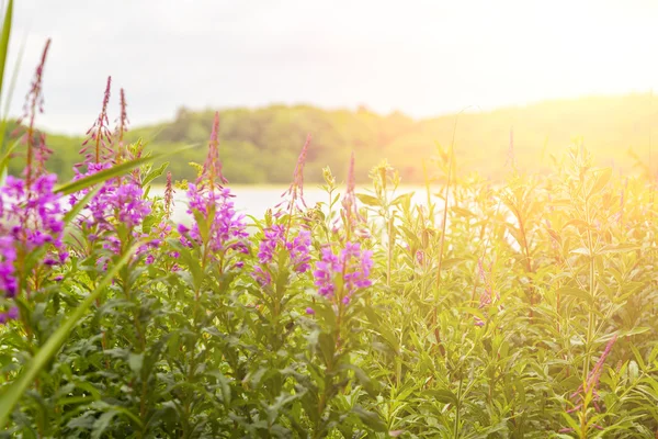 Vahşi yaz lupins — Stok fotoğraf